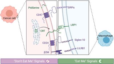 Exploiting Phagocytic Checkpoints in Nanomedicine: Applications in Imaging and Combination Therapies